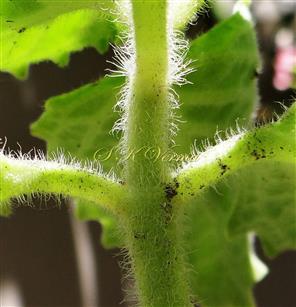  Stem and petiole-Densely pubescent